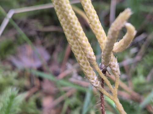Lycopodium clavatum, photograph 4