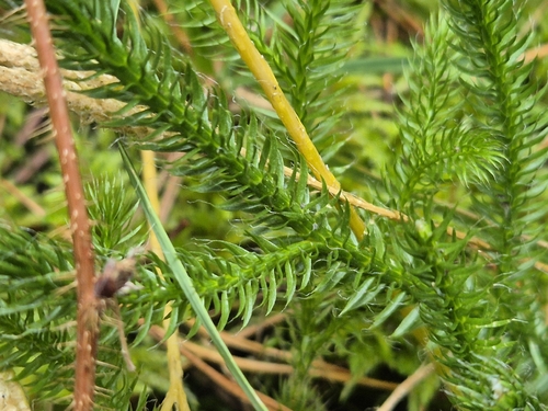 Lycopodium clavatum, photograph 5