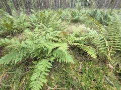 Lycopodium clavatum, photograph (c) Bobo-X, some rights reserved (CC BY)