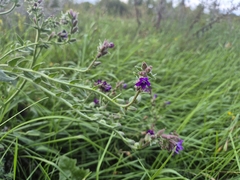 Anchusa officinalis