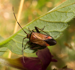 Adelphocoris vandalicus
