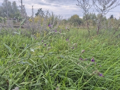 Anchusa officinalis, photograph (c) Bobo-X, some rights reserved (CC BY)