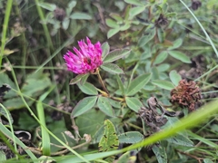 Trifolium medium