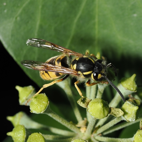 German Yellowjacket