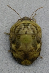 Brailovskylus mexicanus