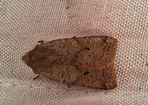 Agrochola laevis