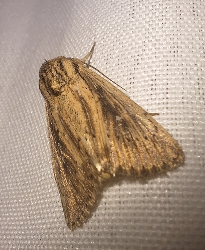 Devonshire Wainscot