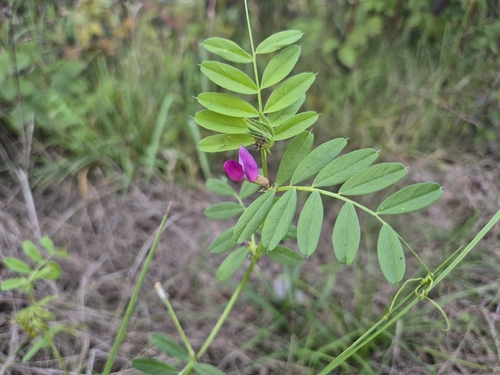 Vicia sativa