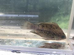 Enneacanthus gloriosus