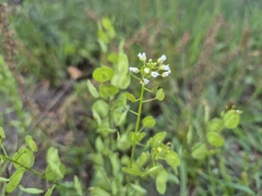 Thlaspi arvense