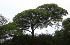 Hymenodictyon obovatum