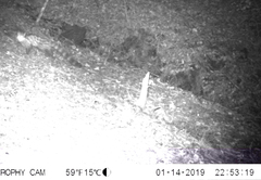 Genetta tigrina tigrina