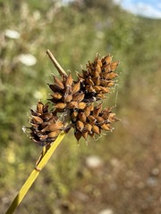 Carex media, photograph (c) Matt Berger, some rights reserved (CC BY)