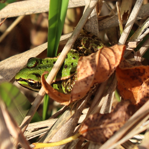 Edible Frog