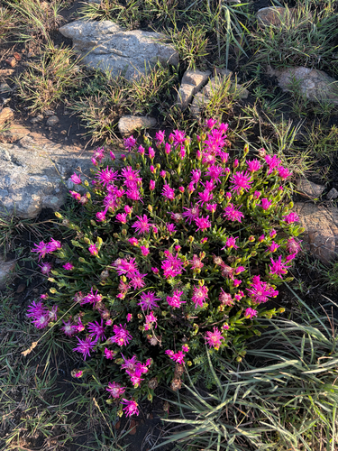 Lampranthus spectabilis observed 2026-09-26