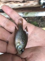 Enneacanthus gloriosus