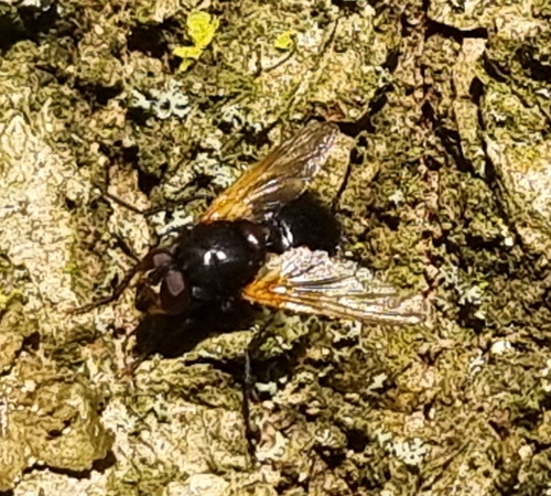 Noon Fly