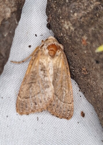 Pale Stigma