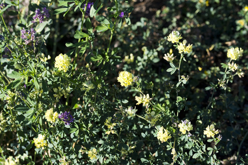 Sand Lucerne