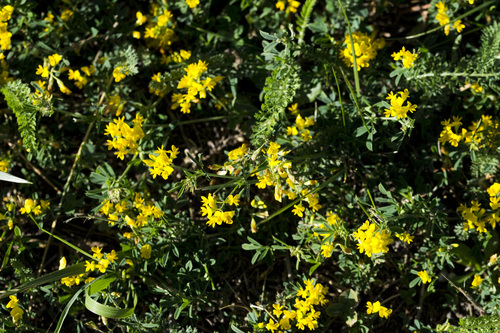 sickle alfalfa