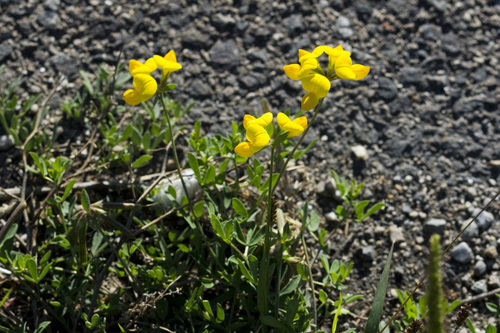 bird's-foot trefoil