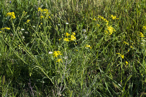 Narrow-leaved Ragwort