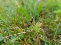 Lampria rubriventris