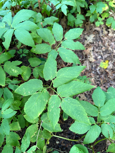 Aegopodium podagraria