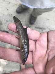 Umbra pygmaea
