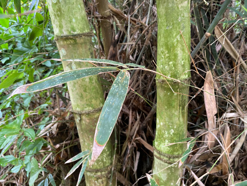 Dendrocalamus observed 2026-09-20
