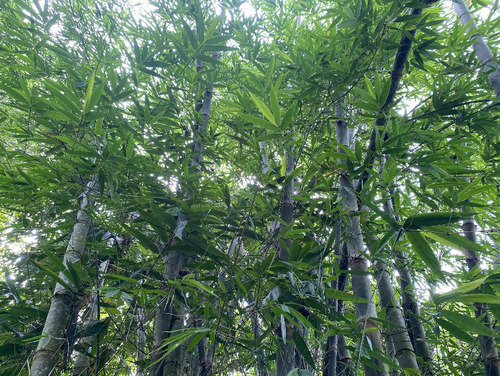 Dendrocalamus observed 2026-09-20