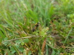 Lampria rubriventris