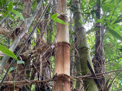 Dendrocalamus observed 2026-09-20