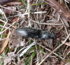 Paraphotistus impressus