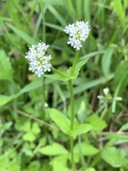 Valerianella chenopodifolia