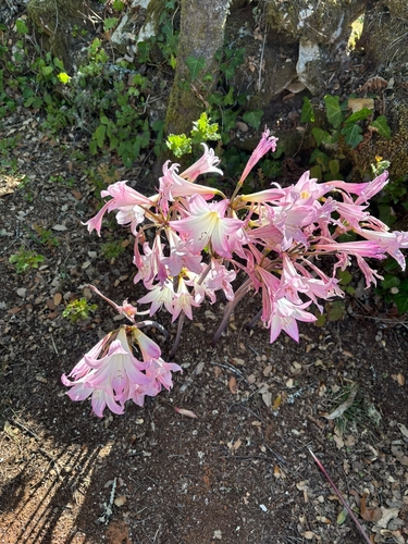 Belladonna Lily