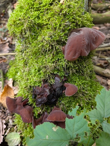 Jelly Ear