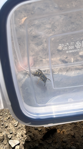 Eastern Yellowjacket