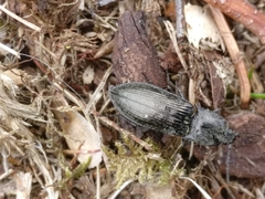 Paraphotistus impressus