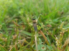 Lampria rubriventris