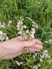 Silene vulgaris, photograph (c) Мирослав Соболев, some rights reserved (CC BY)