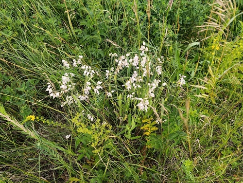 Silene vulgaris, photograph 1