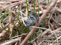 Paraphotistus impressus