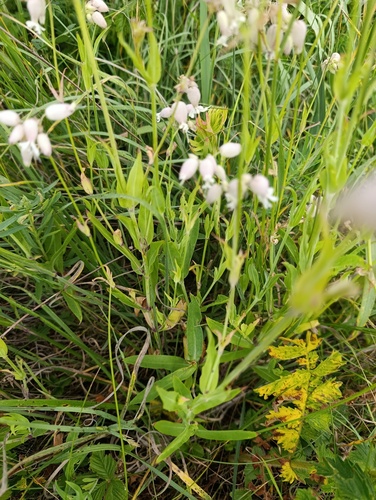 Silene vulgaris, photograph 3