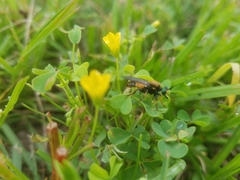 Lampria rubriventris