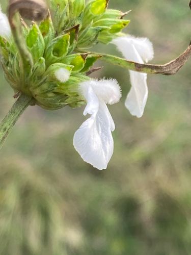 Leucas lavandulifolia observed 2026-09-26