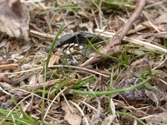 Paraphotistus impressus