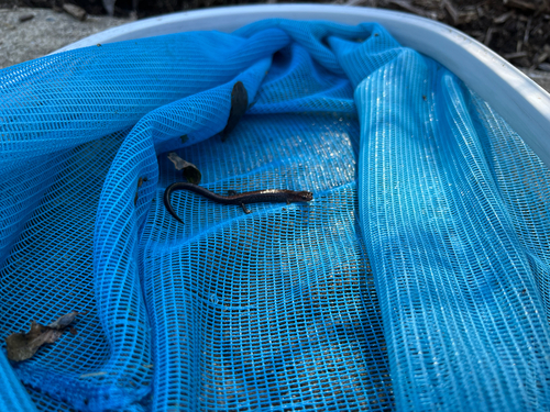 Eastern Red-backed Salamander