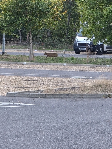 Reeves's Muntjac