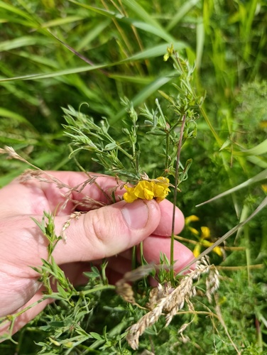 Lathyrus pratensis